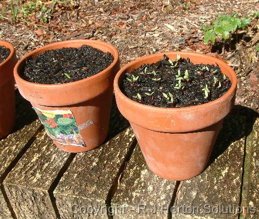 Seedlings in terracotta 